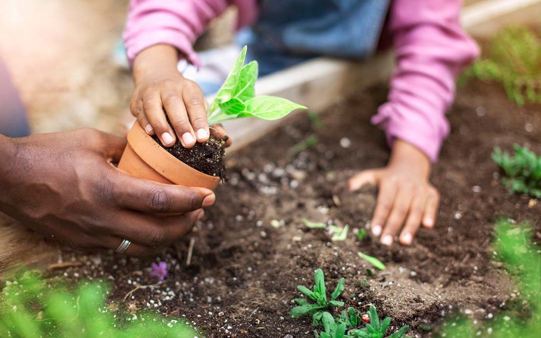 Young child planting seedling in garden