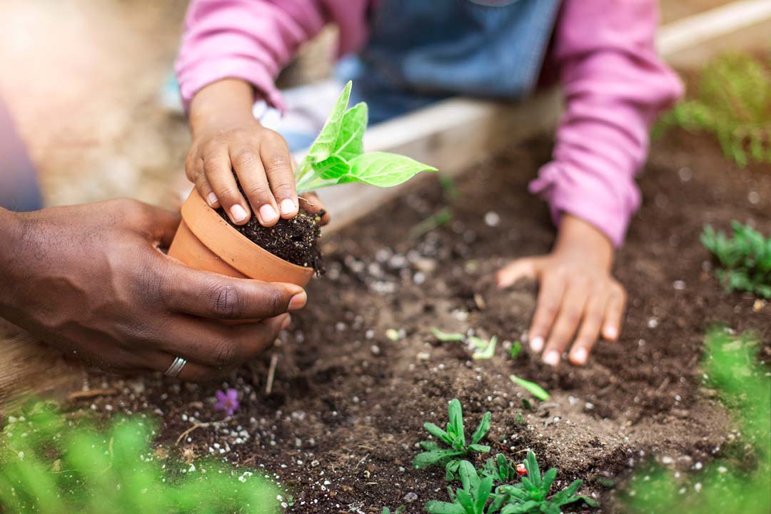 Young child planting seedling in garden